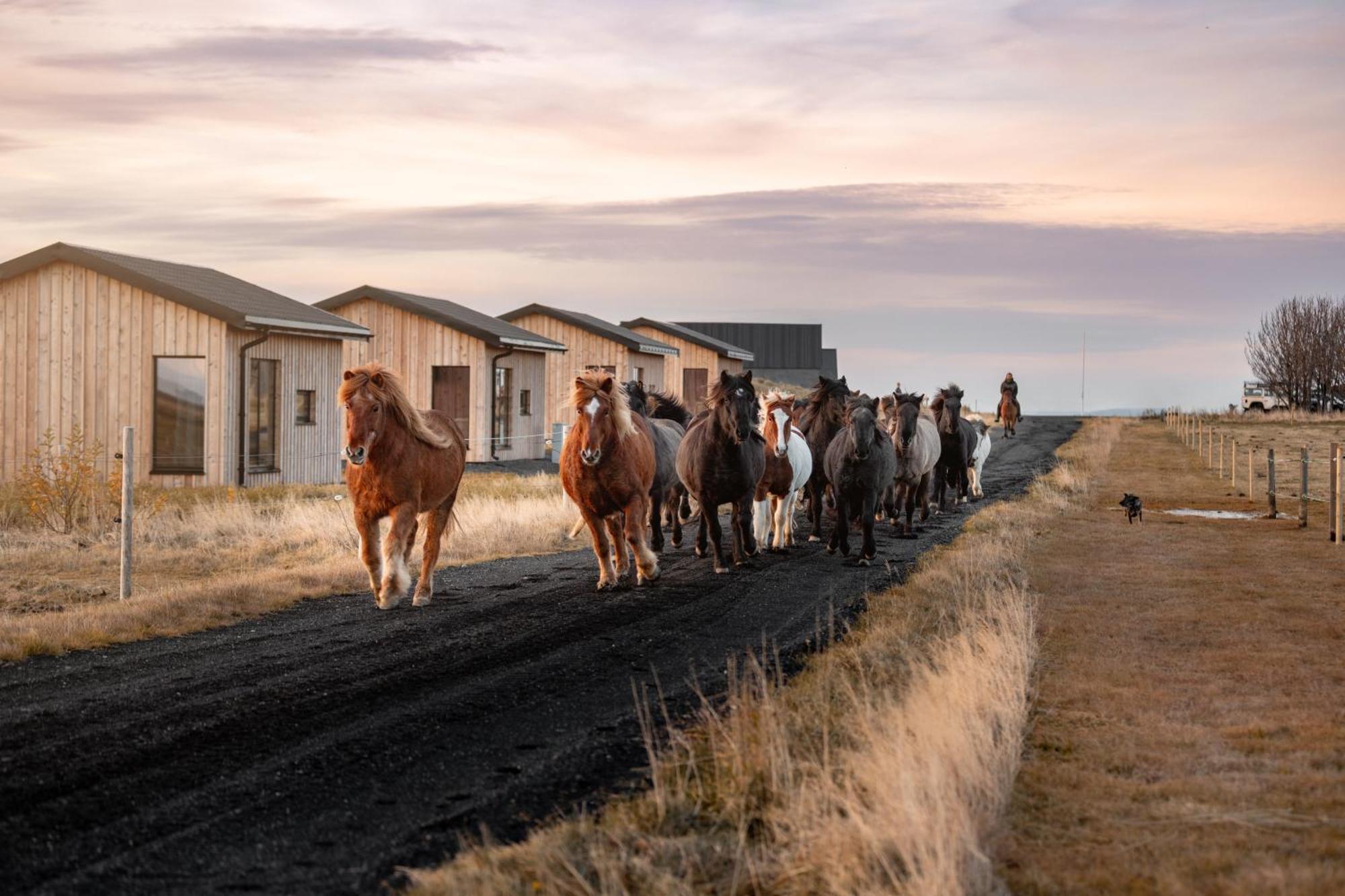 Apartamento Sleeping With The Horses Hvolsvöllur Exterior foto