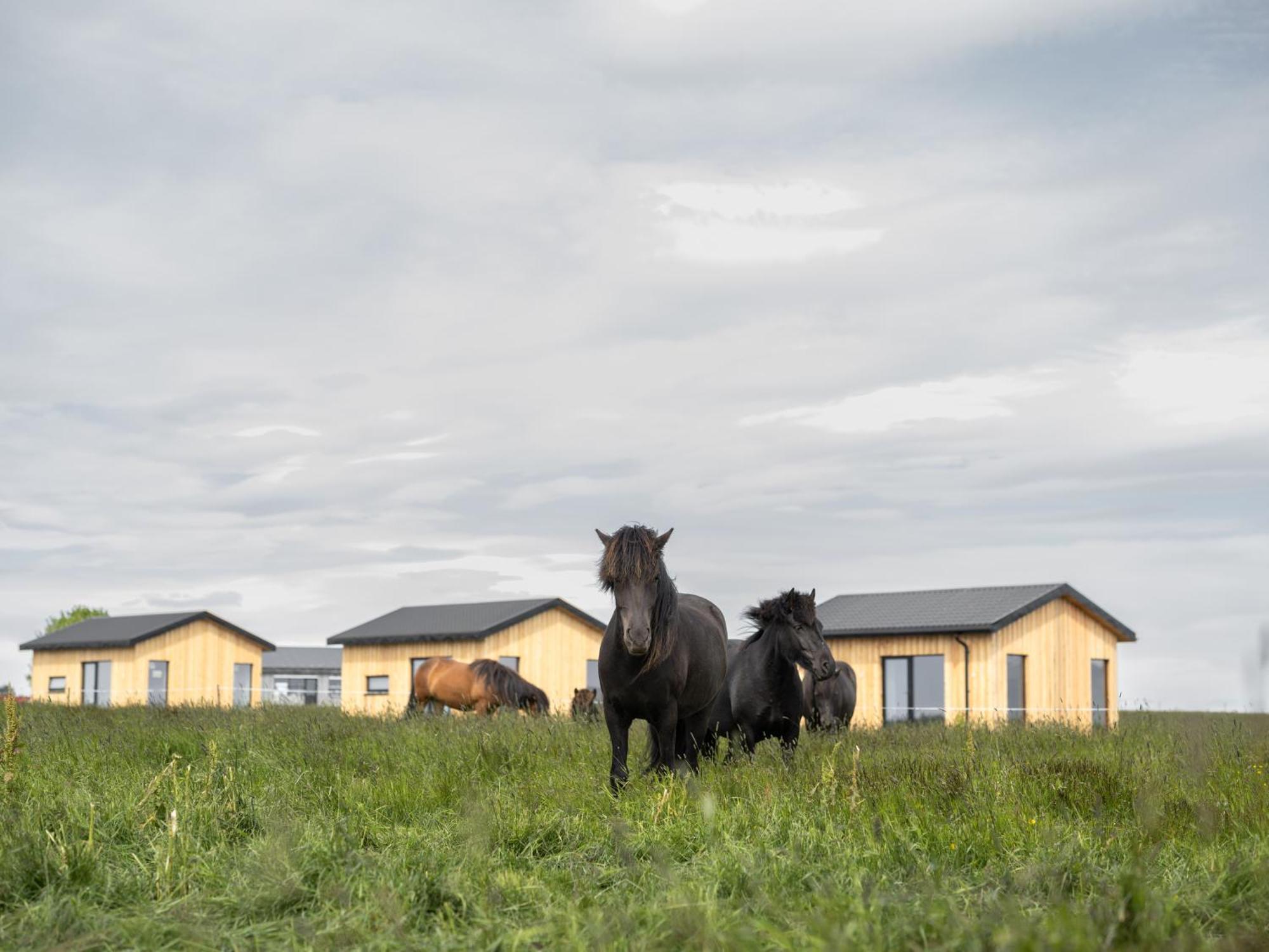 Apartamento Sleeping With The Horses Hvolsvöllur Exterior foto
